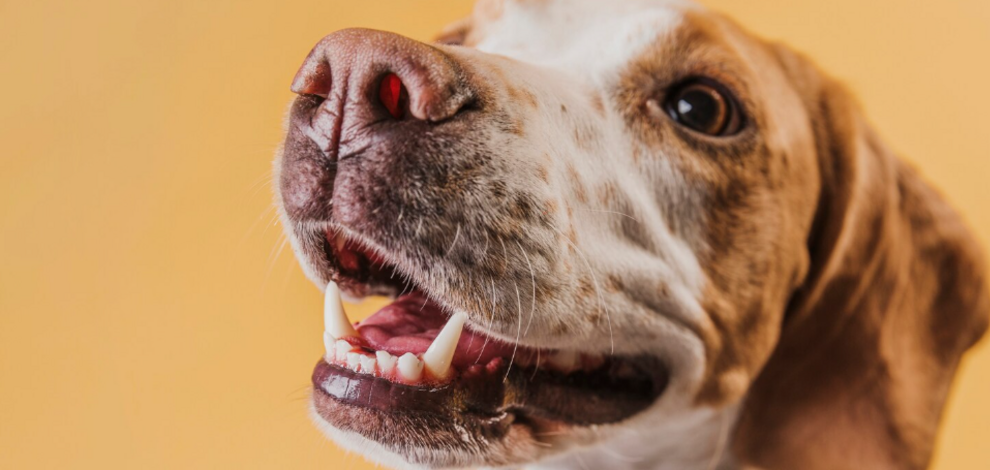 Никогда не игнорируйте эту проблему: назван нюанс в уходе за собакой, о котором часто забывают