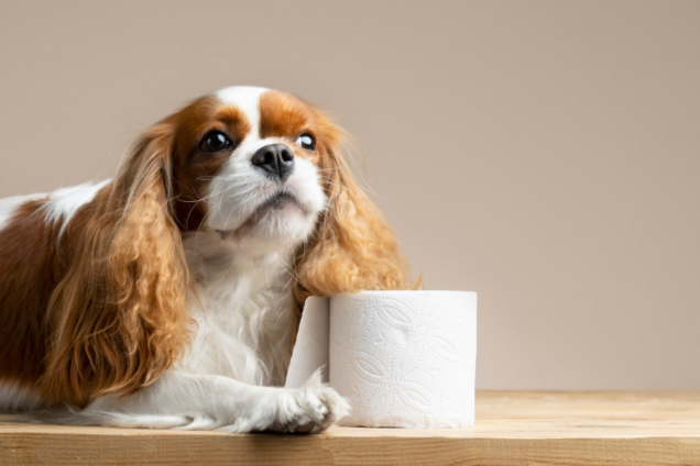 Чому собака часто супроводжує вас до туалету: дуже миле пояснення
