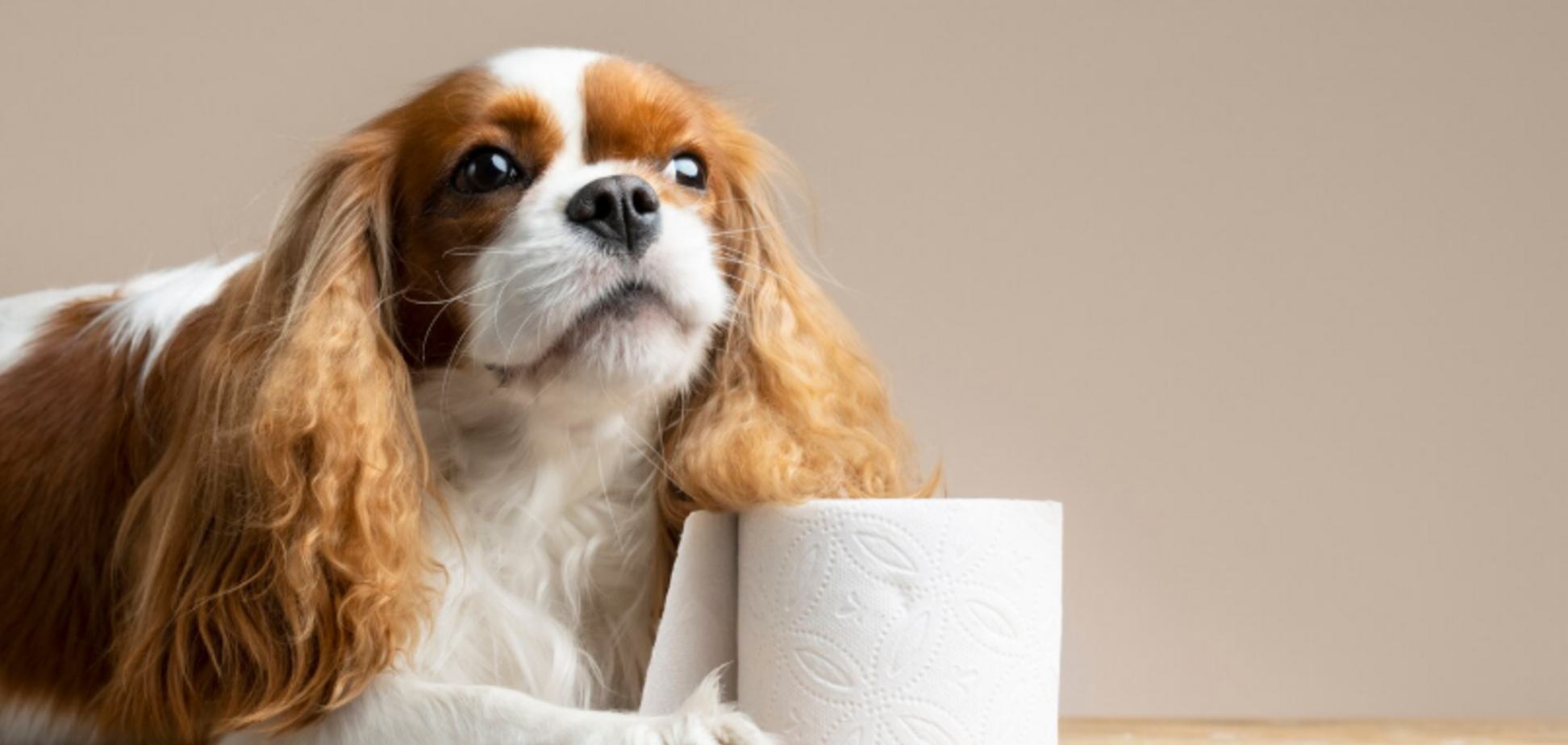 Чому собака часто супроводжує вас до туалету: дуже миле пояснення