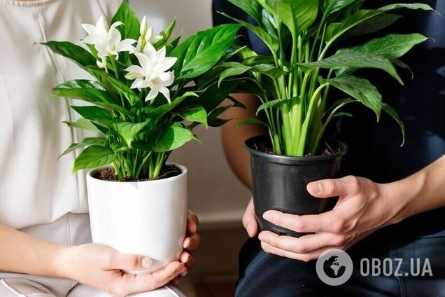 Есть идеальный промежуток времени: как часто надо подкармливать спатифиллум