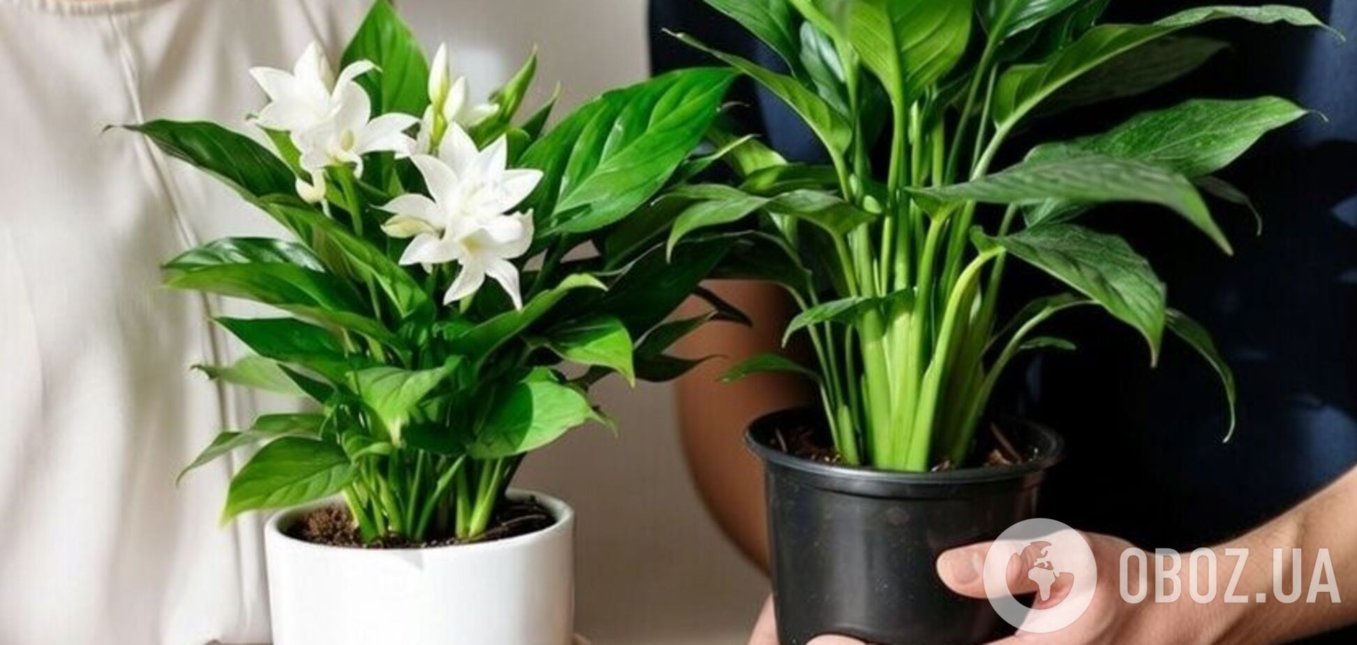 Есть идеальный промежуток времени: как часто надо подкармливать спатифиллум