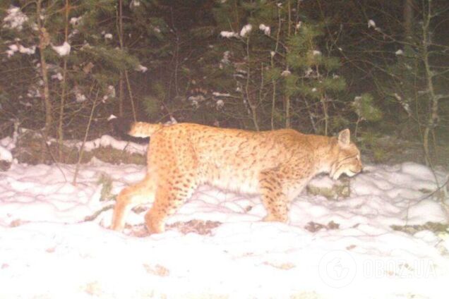 Колись був міфом на Поліссі: до Чорнобильської зони повернувся жити пухнастий хижак. Фото