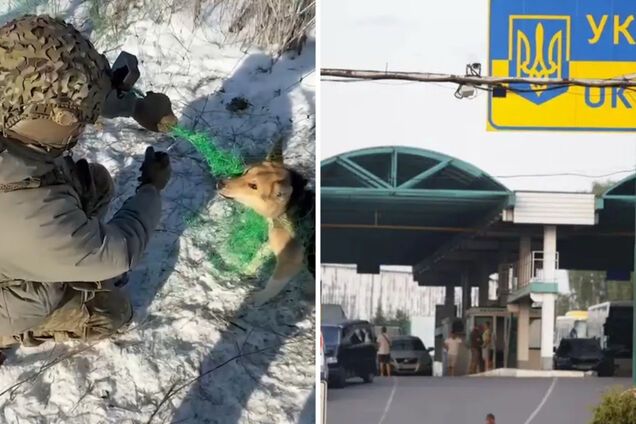 Запутался в антидроновой сетке:  украинские военные спасли собаку в Донецкой области. Видео