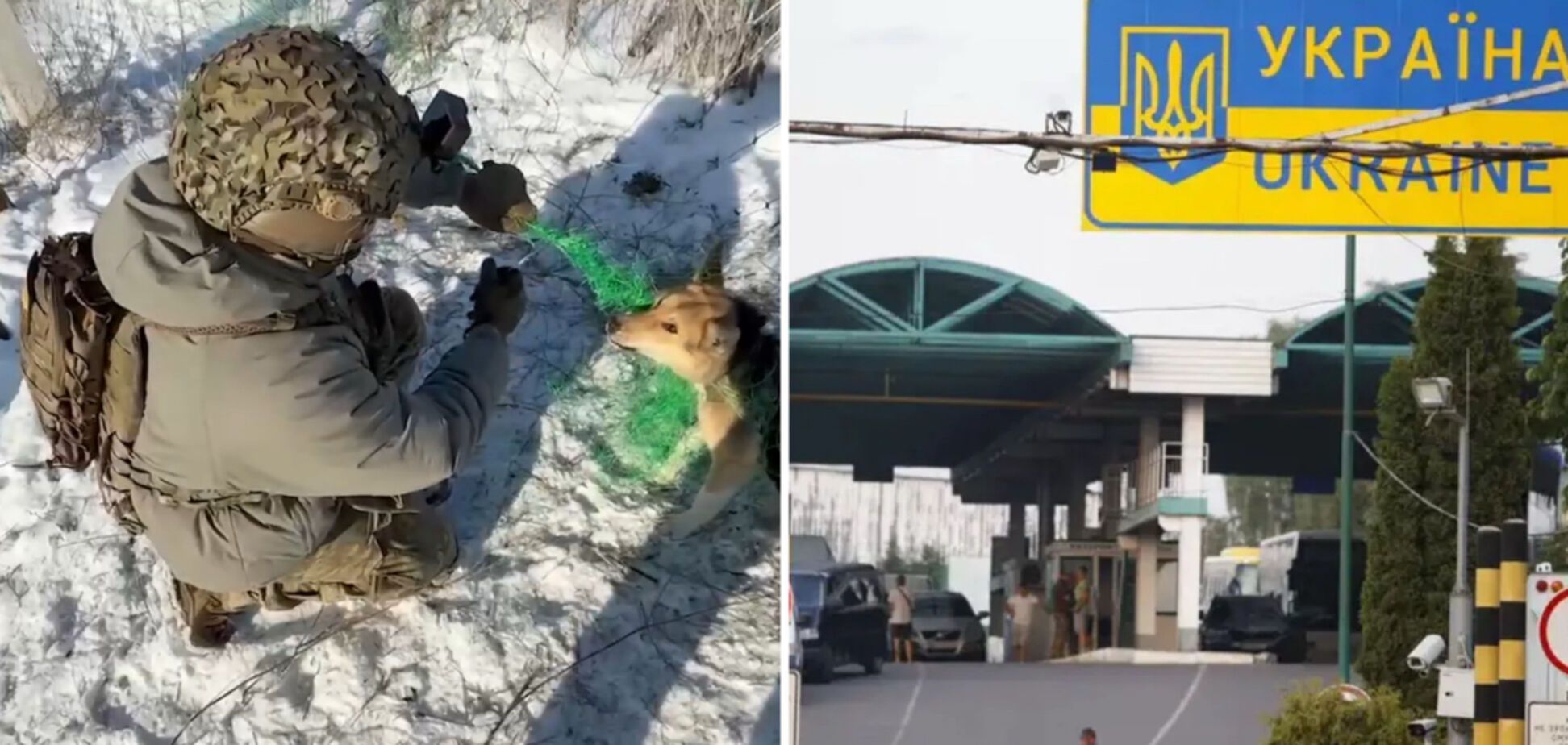 Запутался в антидроновой сетке: украинские военные спасли собаку в Донецкой области. Видео