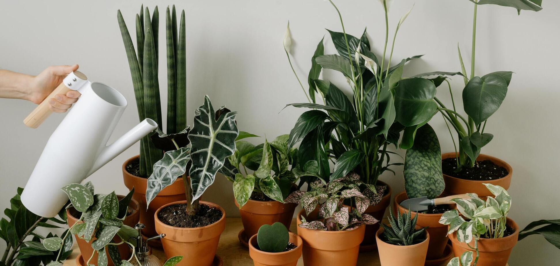 Ви вбиваєте ваші кімнатні рослини: яка ключова помилка у поливі