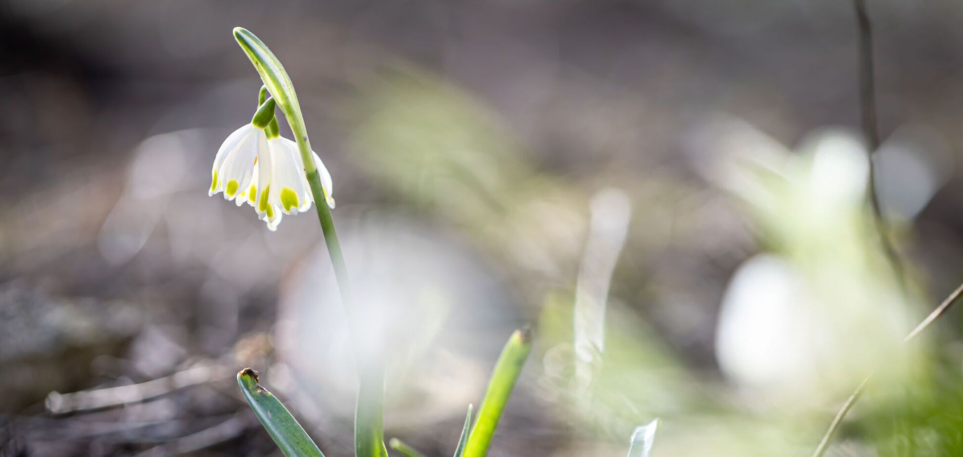 Не 1 марта: стало известно, когда в Украину в этом году придет весна