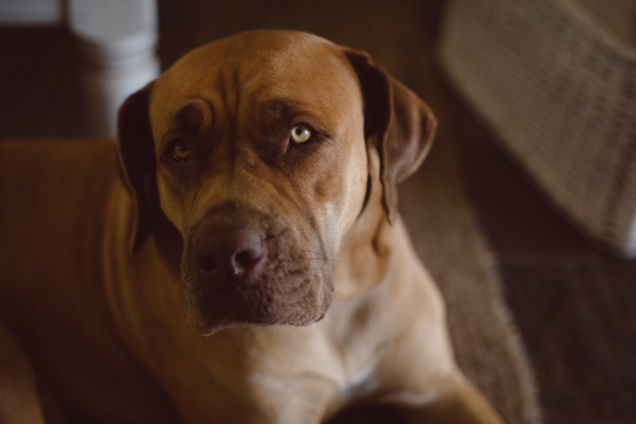 Топ-5 признаков, которые мгновенно показывают, что ваша собака будет иметь проблемы со здоровьем