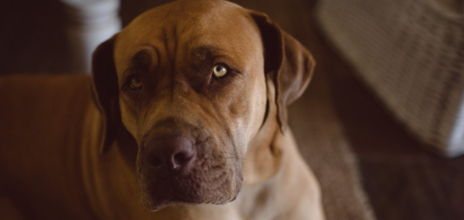 Топ-5 признаков, которые мгновенно показывают, что ваша собака будет иметь проблемы со здоровьем