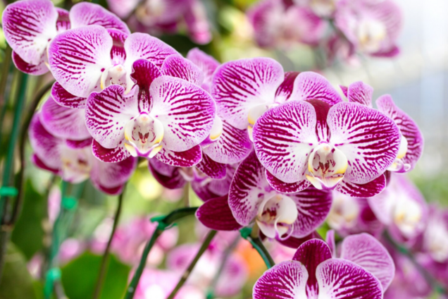 Как заставить орхидею зацвести: простой, но девичий трюк