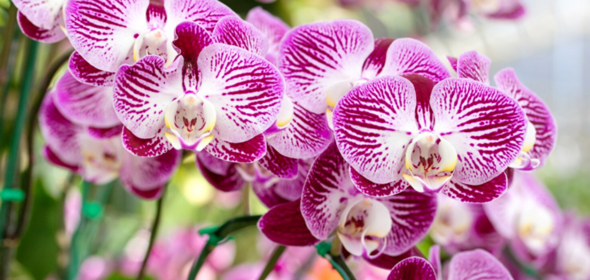 Как заставить орхидею зацвести: простой, но девичий трюк