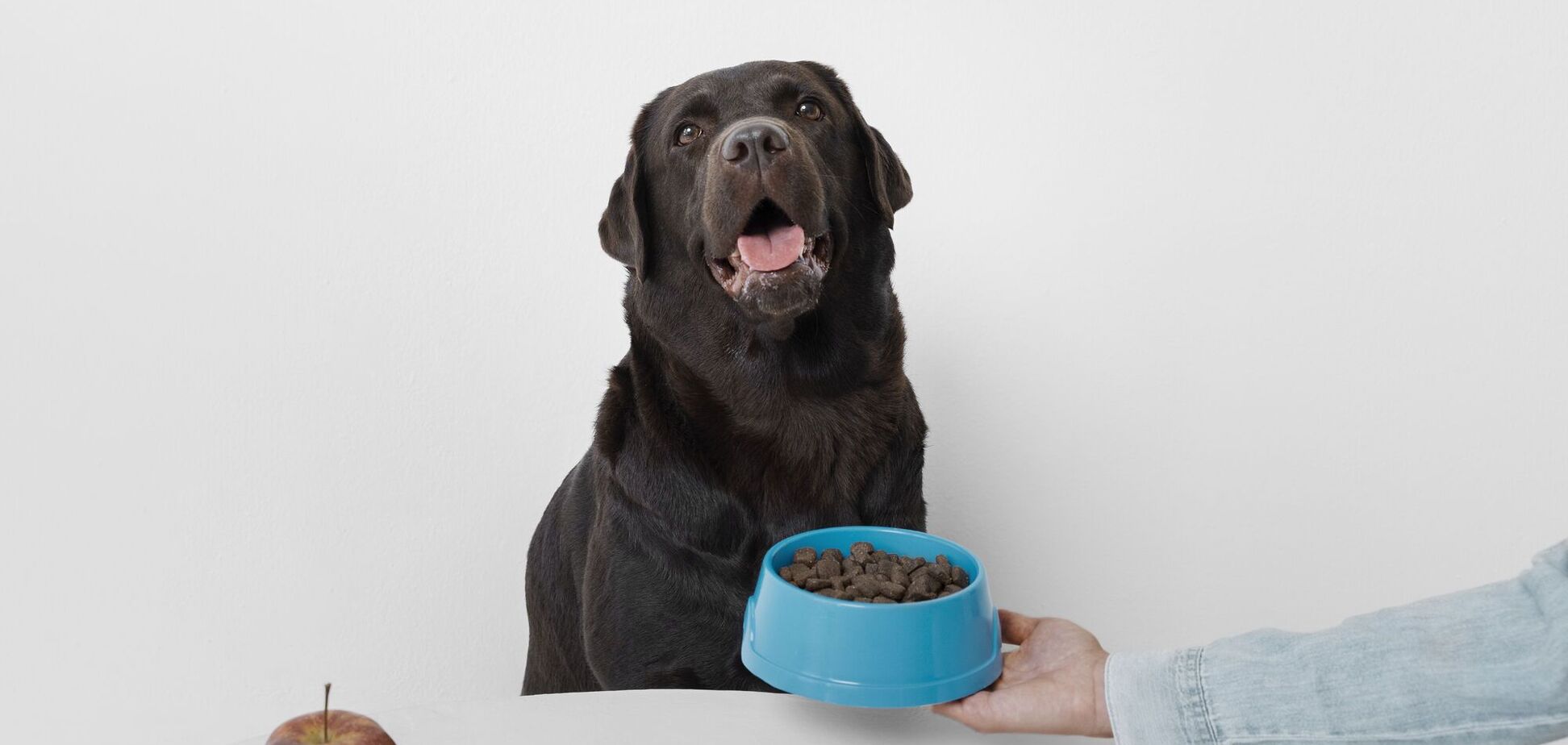 Как продлить жизнь собаки на три года: японский метод