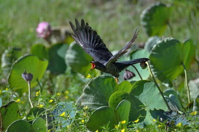 Как назвать 'кукушку' на украинском: помнят не все