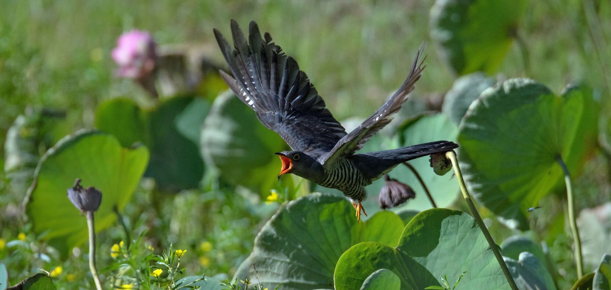 Как назвать 'кукушку' на украинском: помнят не все