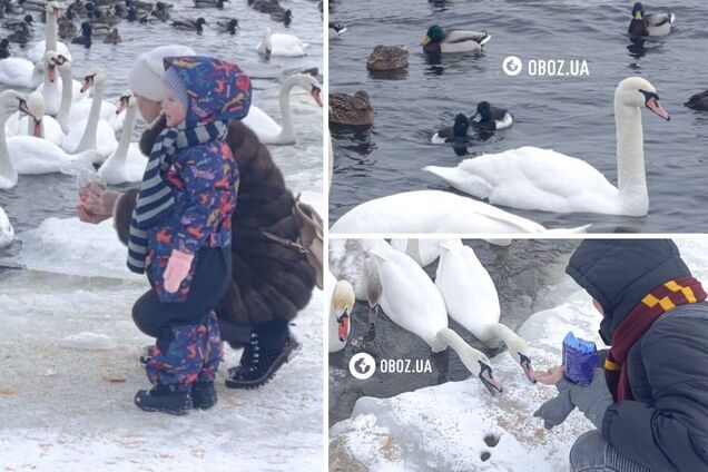 Едят из рук и радуются людям: в Киеве на Оболони поселились десятки лебедей и хохлатых уток. Фото и видео