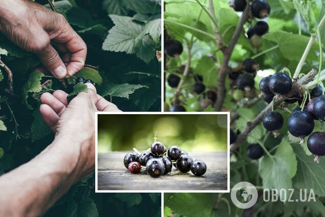 Чим підживити смородину у лютому: урожай буде втричі більшим