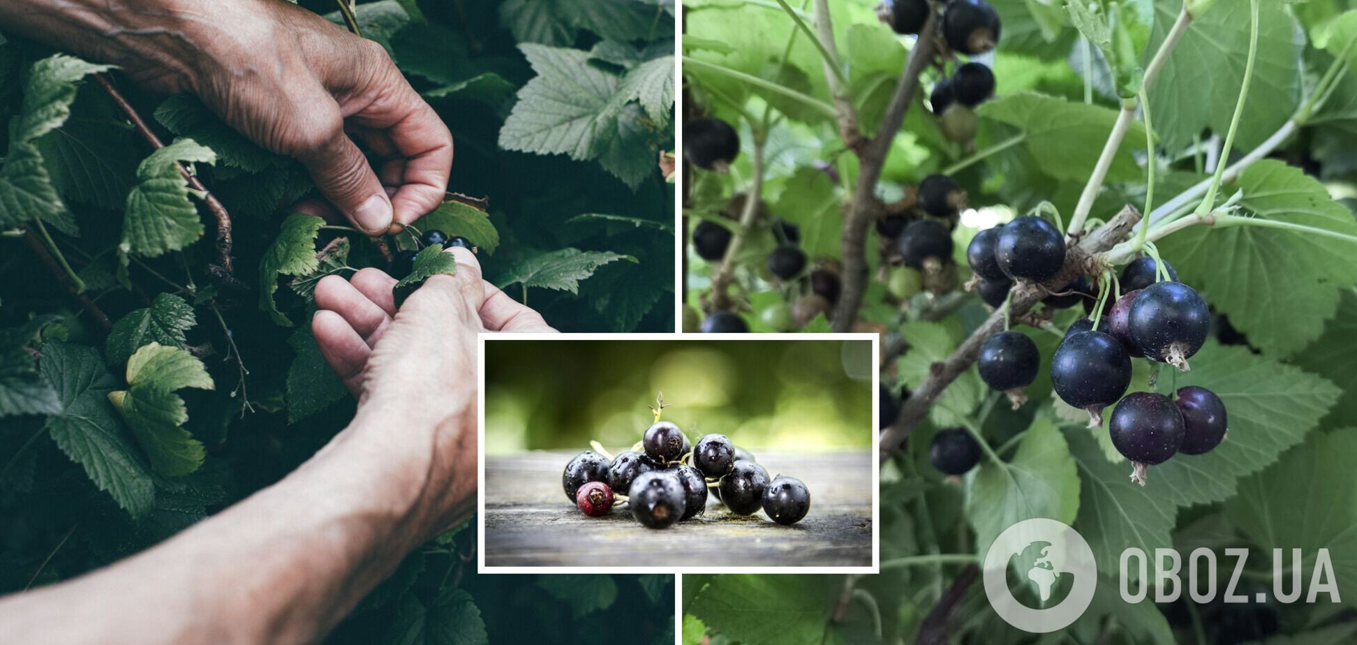 Чим підживити смородину у лютому: урожай буде втричі більшим