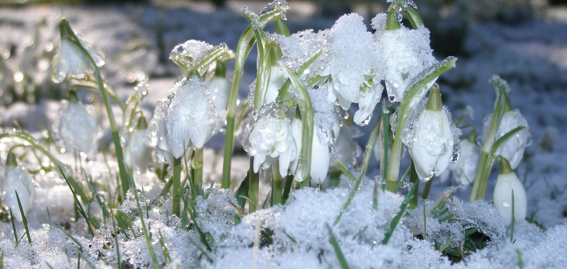 'Сильні морози видихаються': синоптикиня розповіла, якої погоди чекати в Україні. Карта