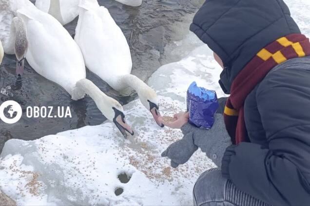 Едят из рук и радуются людям: в Киеве на Оболони поселились десятки лебедей и хохлатых уток. Фото и видео