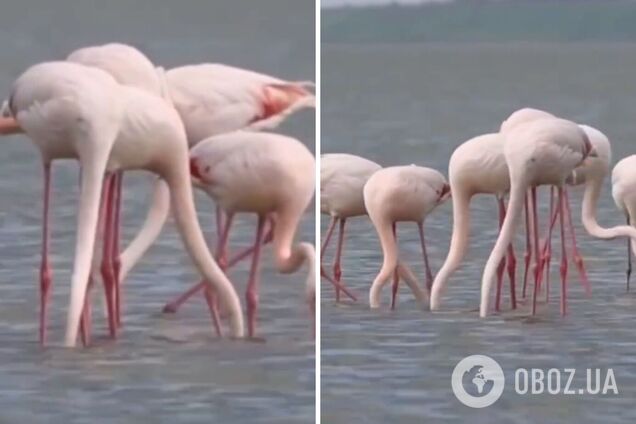 Рожеві 'фенікси': на Одещину з Чорного моря прилетіли рідкісні птахи. Відео