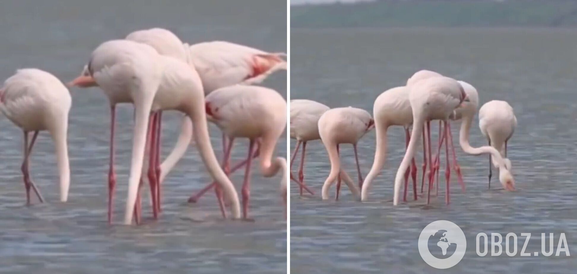 Рожеві 'фенікси': на Одещину з Чорного моря прилетіли рідкісні птахи. Відео