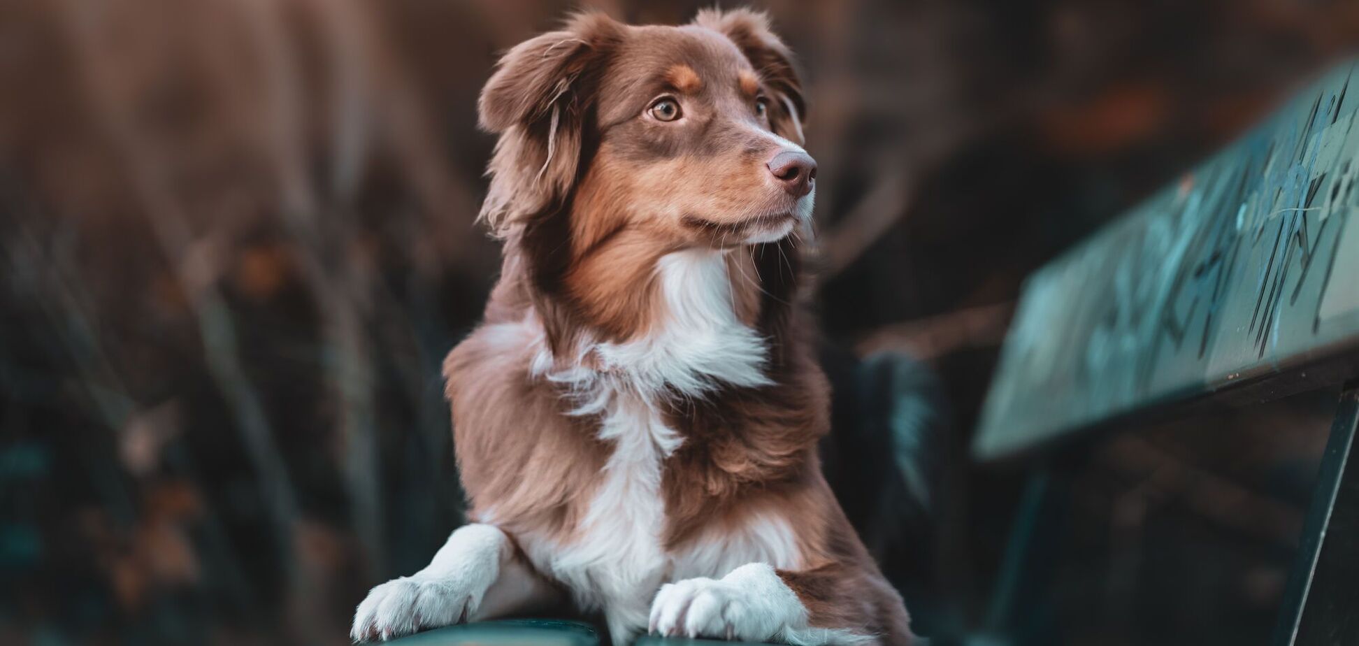 Як зрозуміти, що ваш собака страждає від болю: 'тихі' ознаки