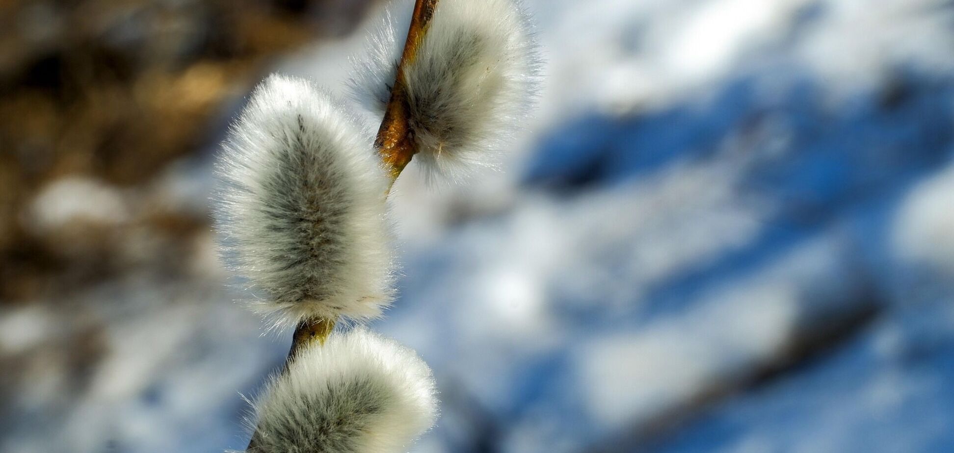 Весне дорогу: где в Украине будет теплее всего 1 марта и ожидаются ли дожди. Карта
