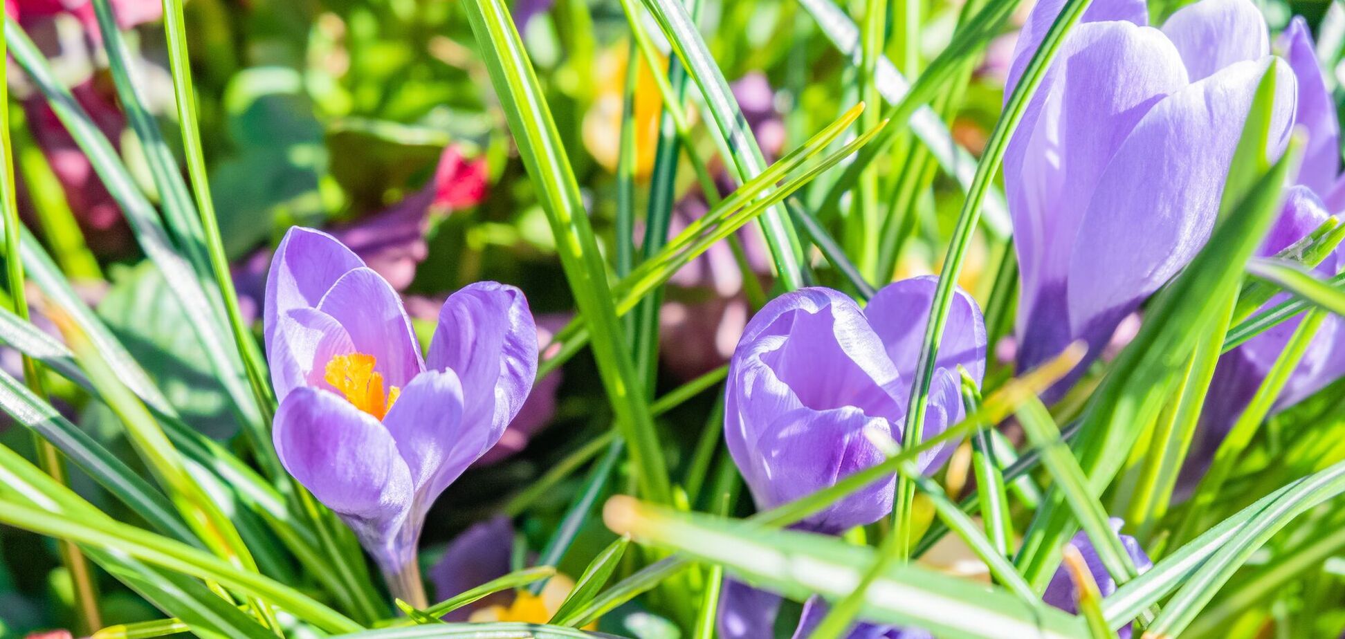 Прохладные ночи и до +15 днем: чем удивит погода украинцев 10 марта. Карта