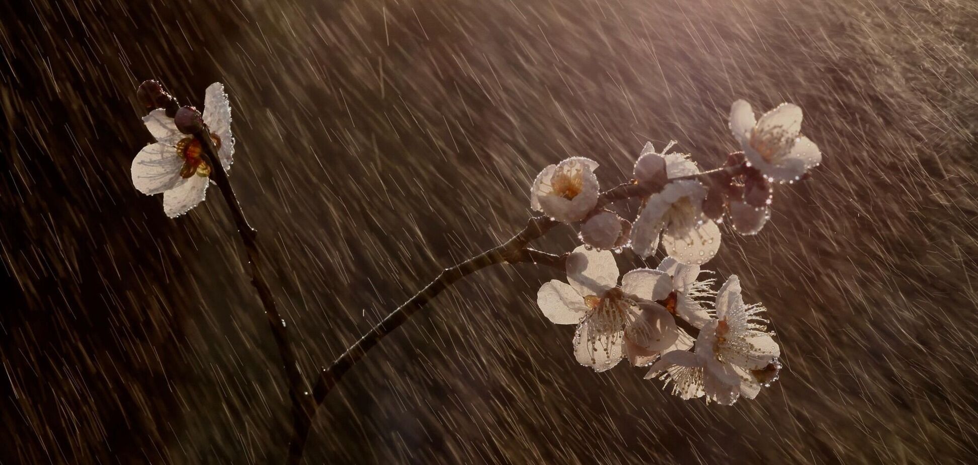 В Киев наконец-то пришла метеорологическая весна: зима длилась меньше нормы. Подробности