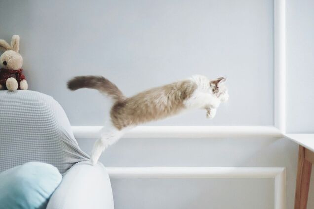 Почему коты всегда приземляются на лапы: ученые дали ответ