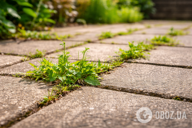 Як позбутися бурʼяну і трави між плиткою в саду: допоможе простий продукт