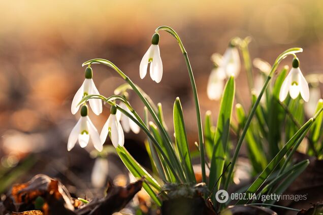 Коли в Україну знову прийде похолодання і морози: синоптик розповів, чим здивує погода через чотири дні