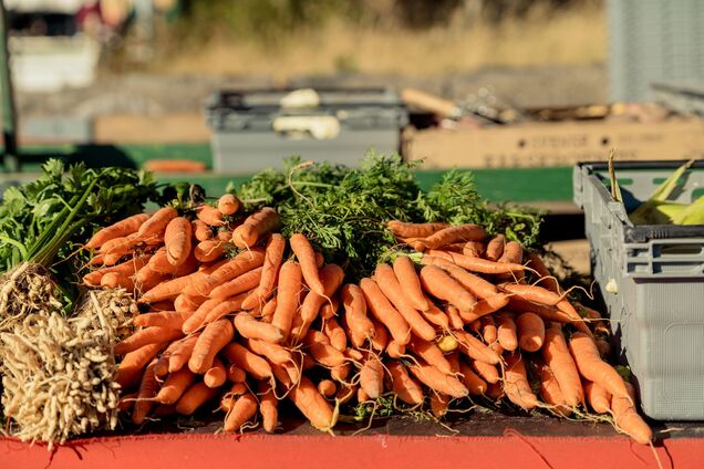 Як сіяти моркву, щоб не треба було проривати: є кілька способів