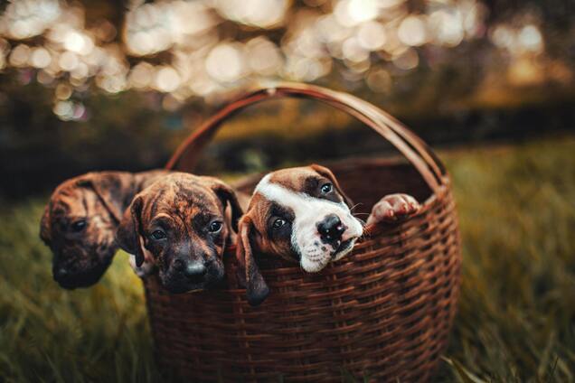 Ветеринар назвал пять пород собак, которых никогда не стоит заводить