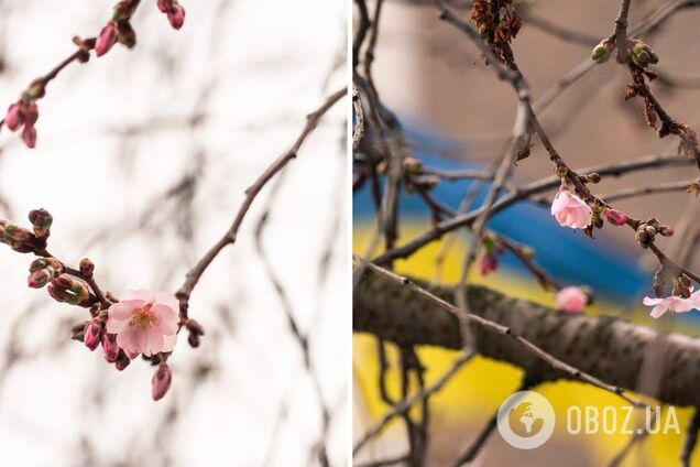 Почала 'марафон': у Мукачевому розквітла 'шалена' сакура. Фото