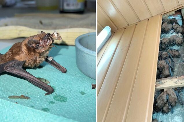 Працювали три дні: у Харкові врятували 900 червонокнижних кажанів, які оселились в обшивці балкону. Фото і відео