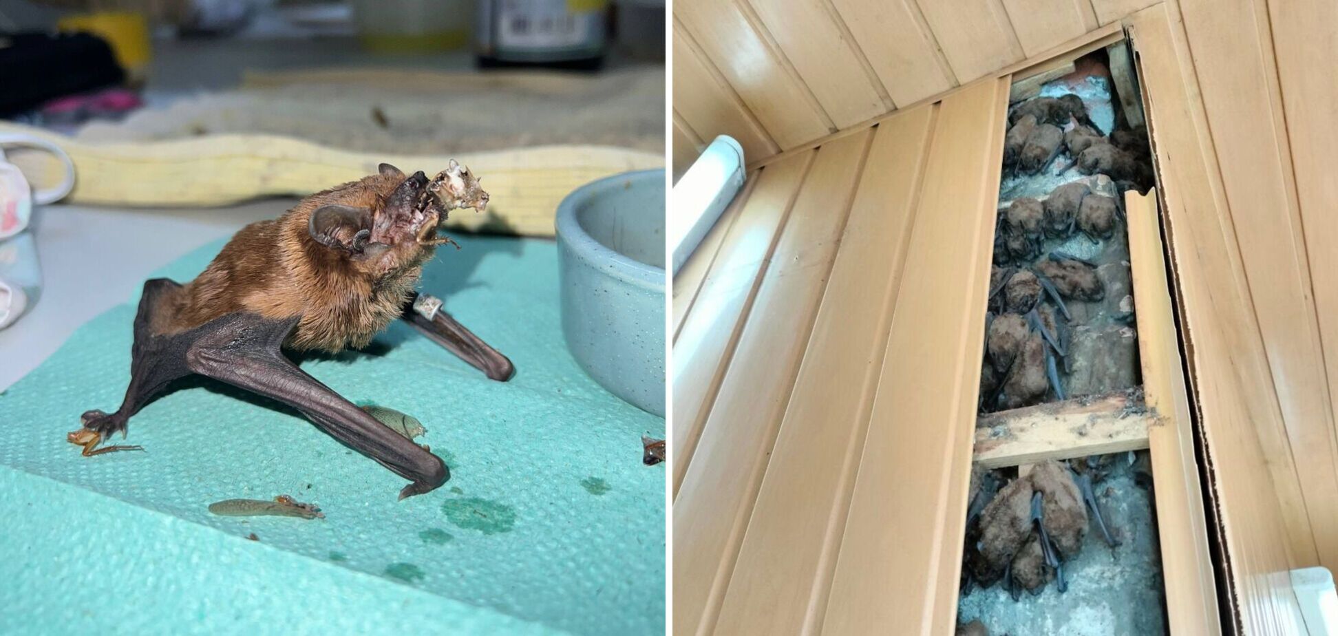 Працювали три дні: у Харкові врятували 900 червонокнижних кажанів, які оселились в обшивці балкону. Фото і відео