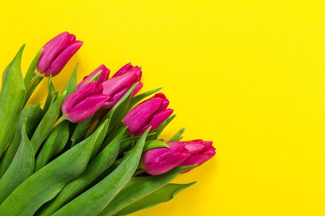 Як зберегти тюльпани свіжими більше 7 днів: секрет голландських флористів