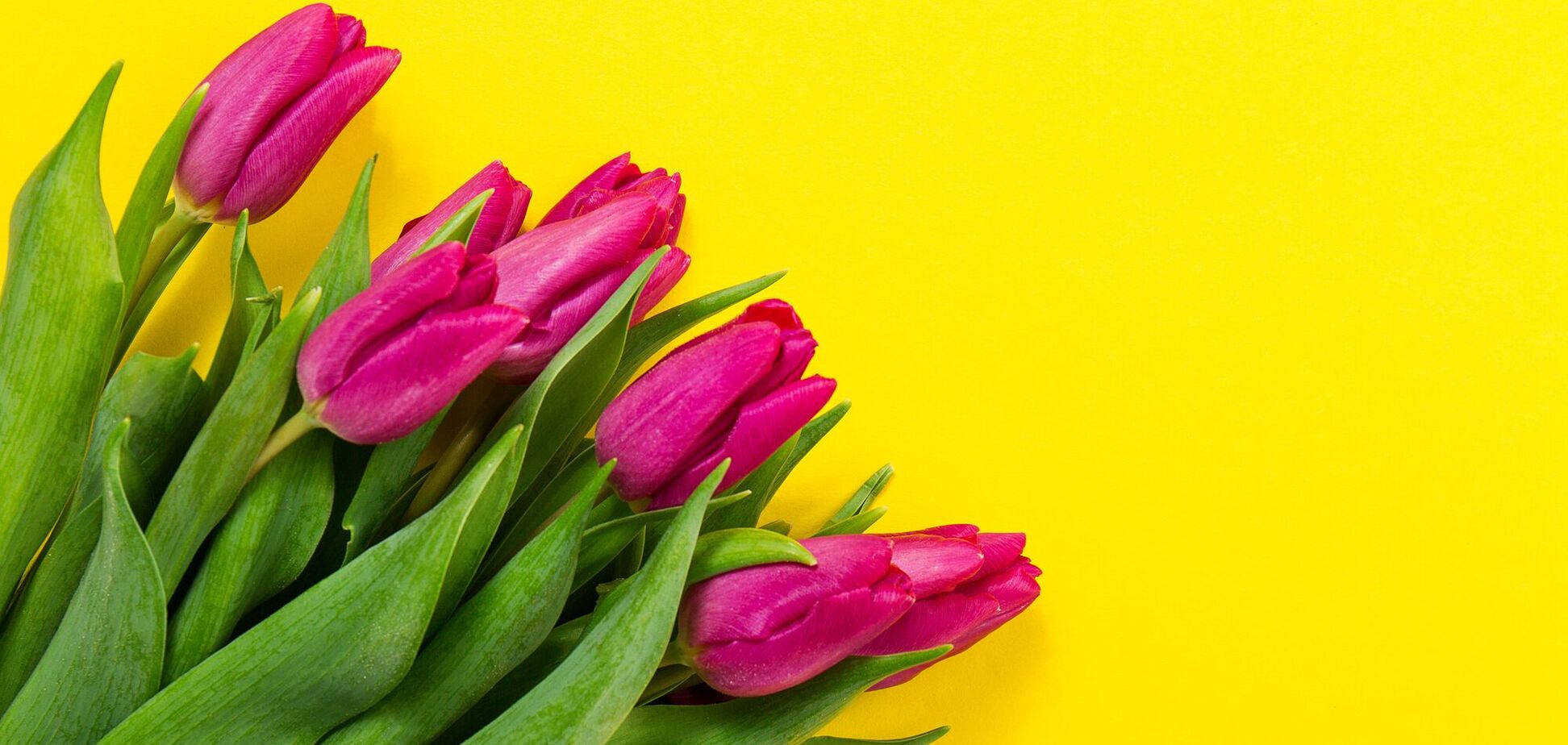 Как сохранить тюльпаны свежими более 7 дней: секрет голландских флористов