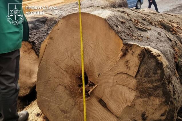 В України виявили нові незаконні вирубки лісу