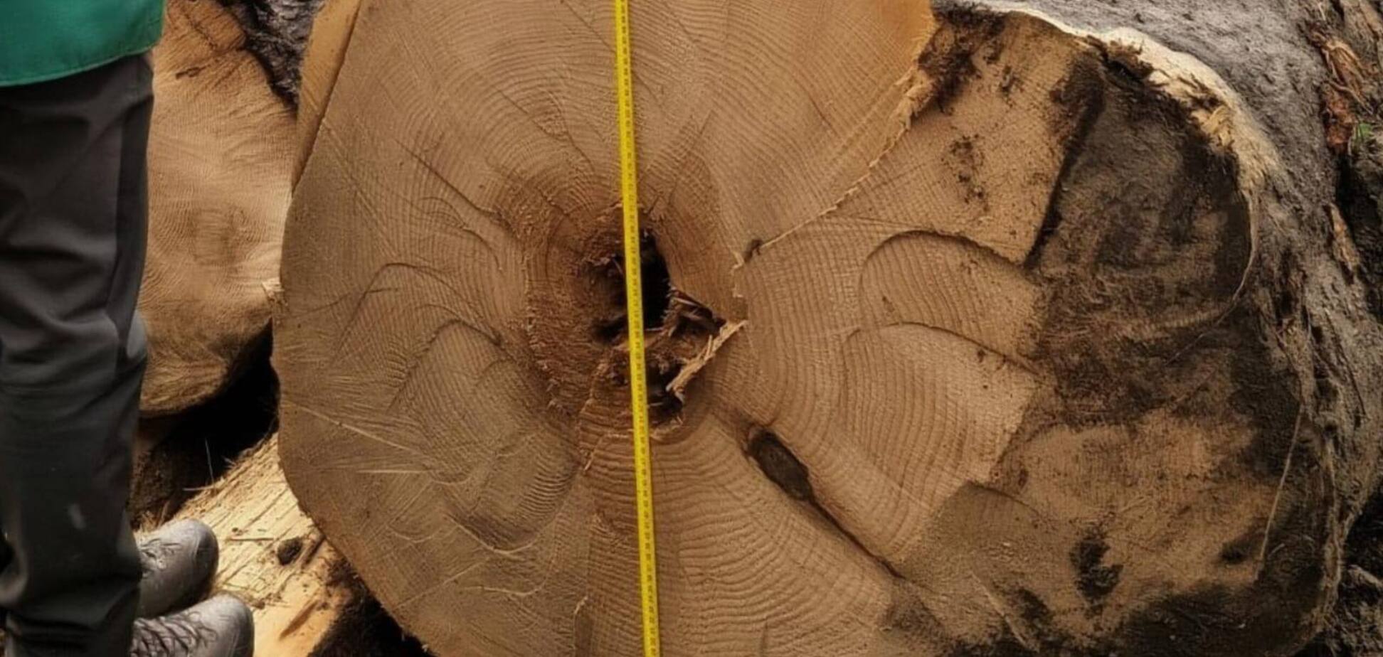 В Украине обнаружили новые незаконные вырубки леса