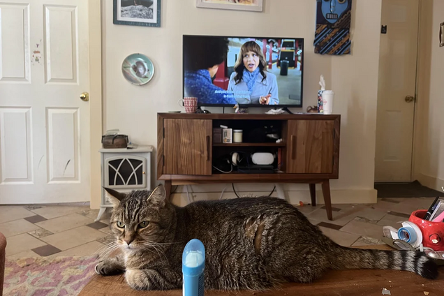 Де другий кіт? Завдання для найуважніших