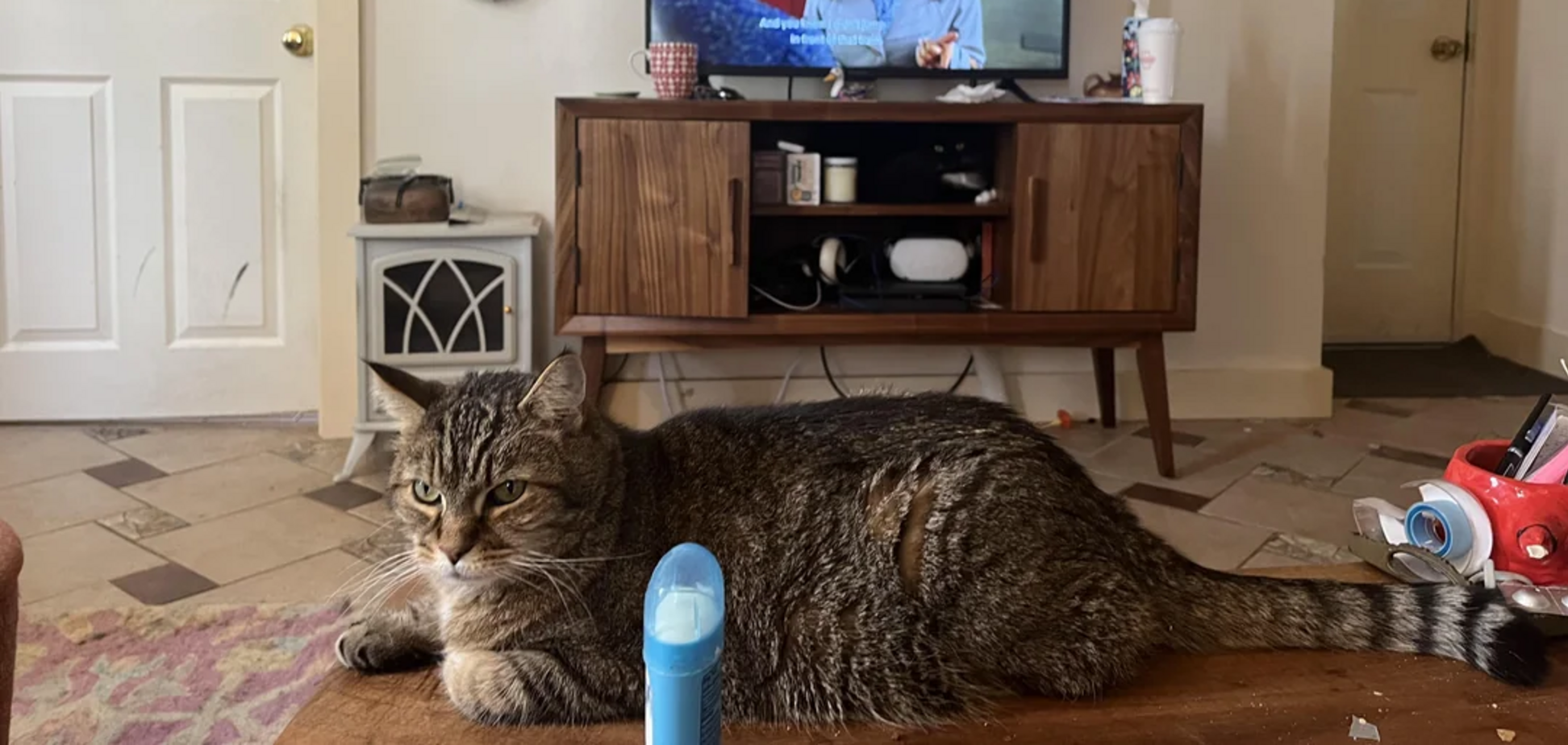 Де другий кіт? Завдання для найуважніших