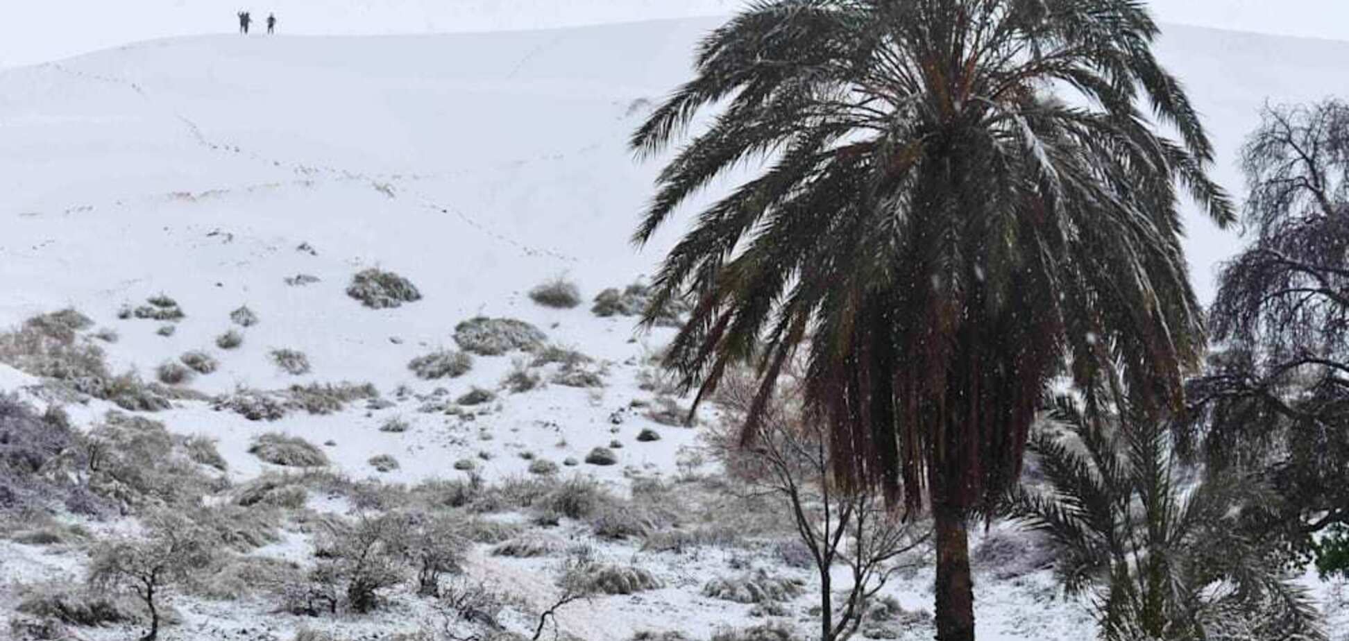 Между пальмами можно кататься на санях: в пустыне Сахара выпал снег. Фото и видео