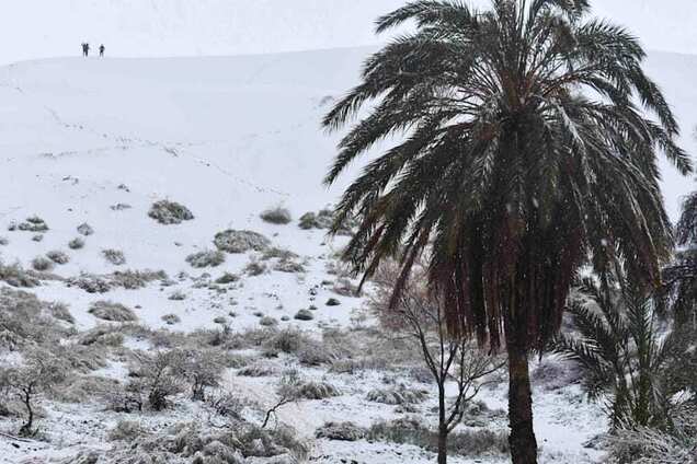 Между пальмами можно кататься на санях: в пустыне Сахара выпал снег. Фото и видео