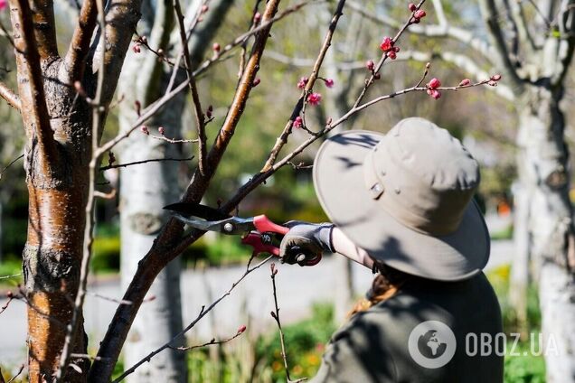 Абрикос буде дуже багато: що треба зробити у березні