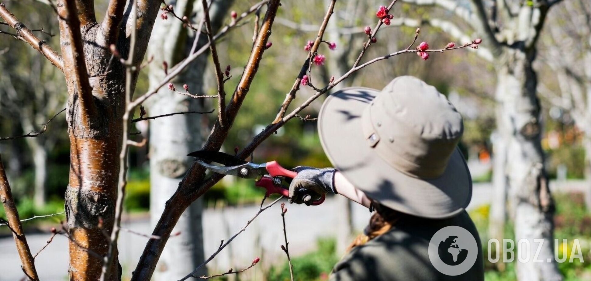 Абрикос буде дуже багато: що треба зробити у березні