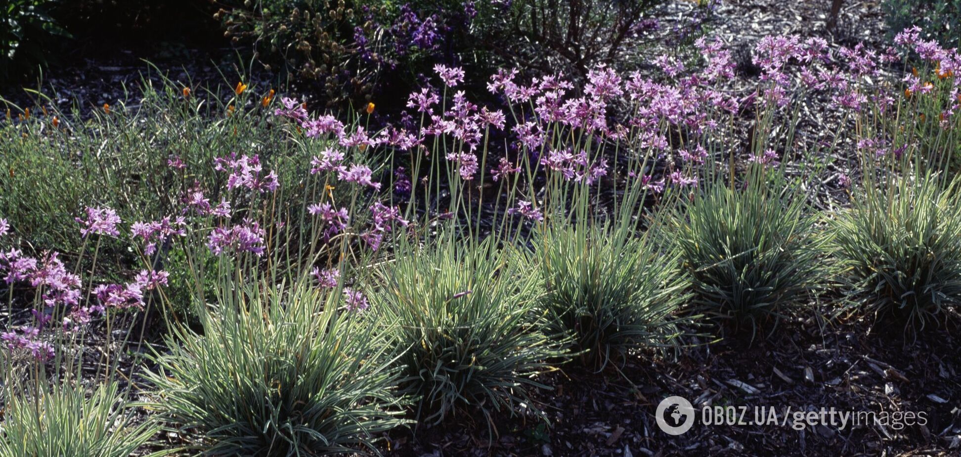 Как отпугнуть кротов от сада: поможет одно растение