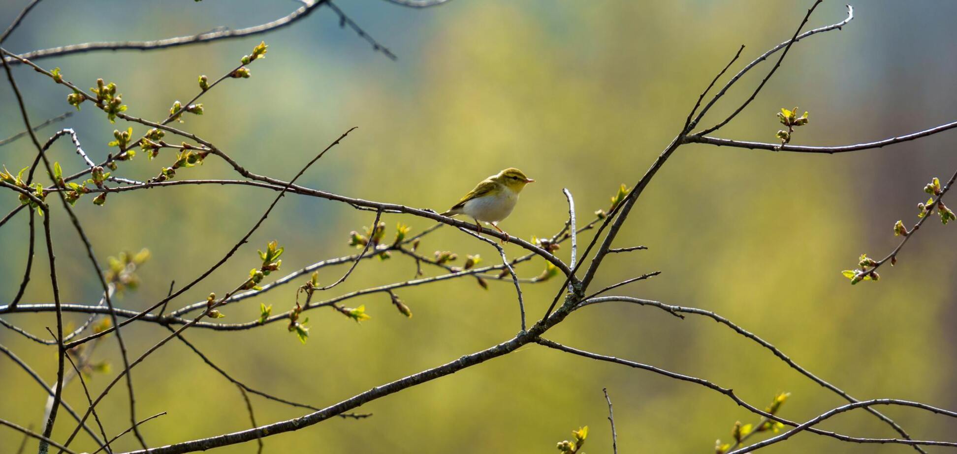 Яке свято відзначають 18 березня: все про цей день