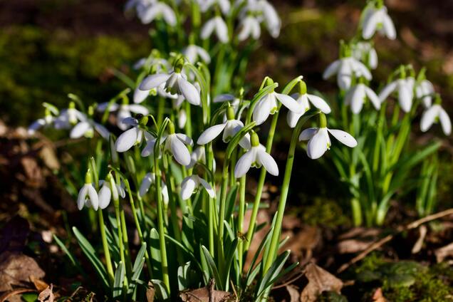 Коли в Україні похолоднішає і чи довго протримається така погода: прогноз від Діденко