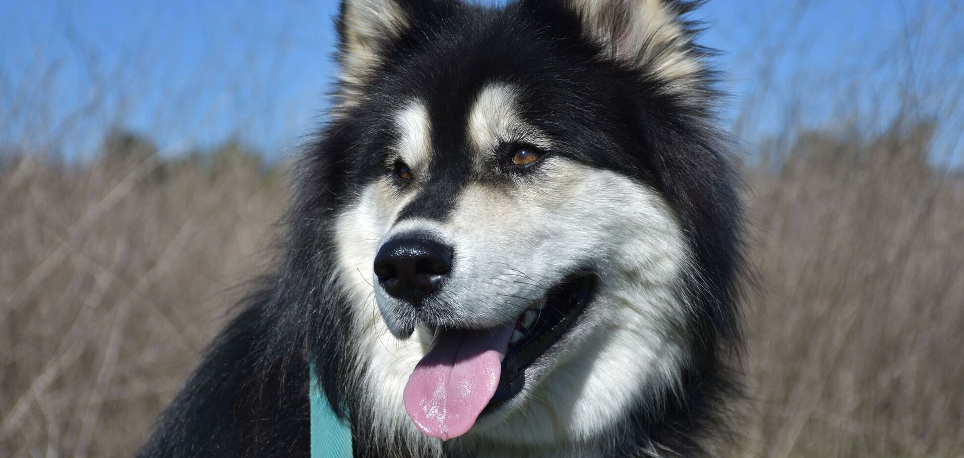 Любителька собак назвала непередбачувану породу, яку не варто заводити